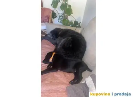 Labrador štenci - 5/8