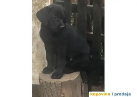 Labrador štenci - 6/8