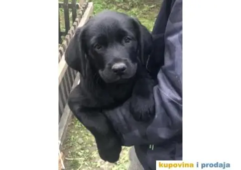 Labrador štenci - 7/8