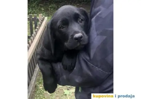 Labrador štenci - 8/8