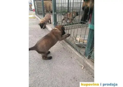 Belgijski ovčar Malinoa štenci - 1/12