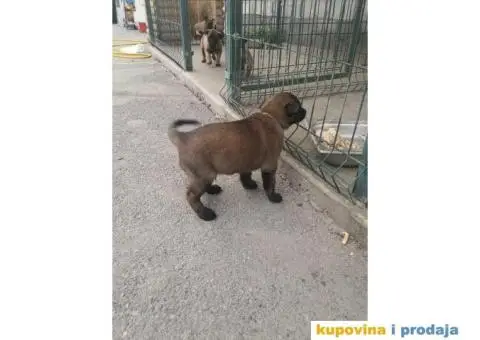 Belgijski ovčar Malinoa štenci - 2/12