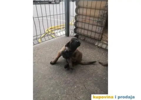 Belgijski ovčar Malinoa štenci - 3/12