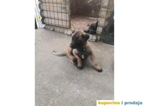 Belgijski ovčar Malinoa štenci - 4/12