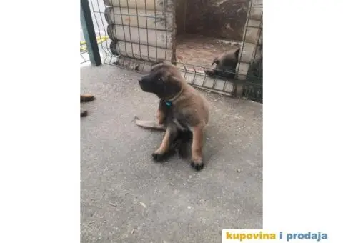 Belgijski ovčar Malinoa štenci - 5/12