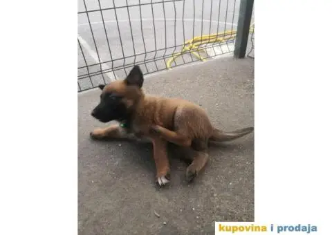 Belgijski ovčar Malinoa štenci - 6/12