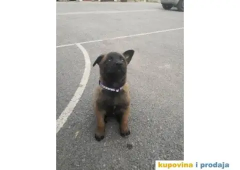 Belgijski ovčar Malinoa štenci - 7/12