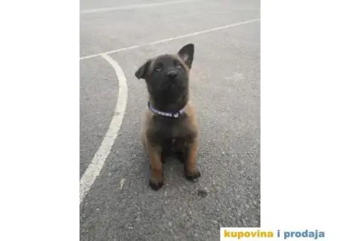 Belgijski ovčar Malinoa štenci - 8/12