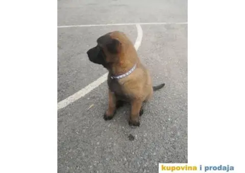 Belgijski ovčar Malinoa štenci - 9/12