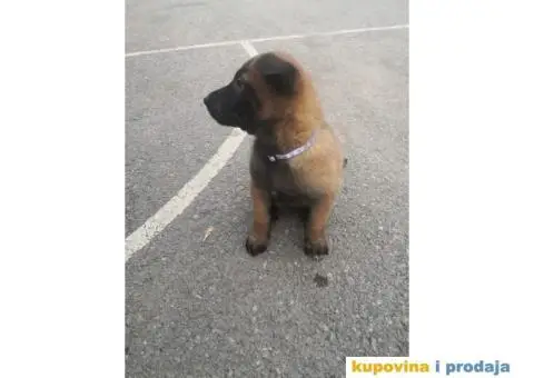 Belgijski ovčar Malinoa štenci - 10/12