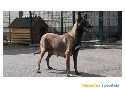 Belgijski ovčar Malinoa štenci - 11/12