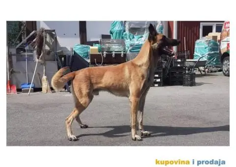 Belgijski ovčar Malinoa štenci - 12/12