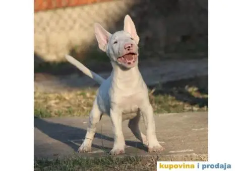 Mini Bull Terijer - 1/5