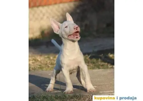 Mini Bull Terijer - 2/5