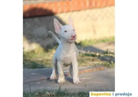 Mini Bull Terijer - 3/5