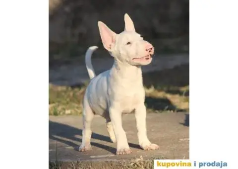 Mini Bull Terijer - 4/5