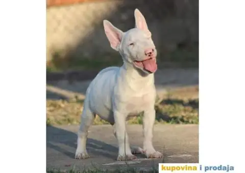 Mini Bull Terijer - 5/5