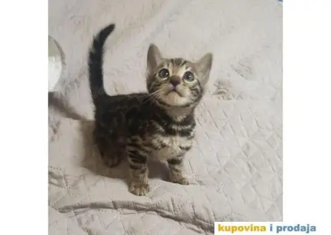 Bengalski mačići - 1/12