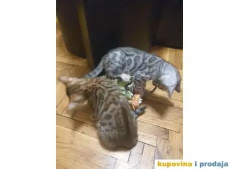 Bengalski mačići - 2/12