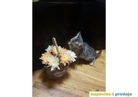 Bengalski mačići - 3/12