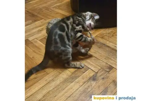 Bengalski mačići - 4/12