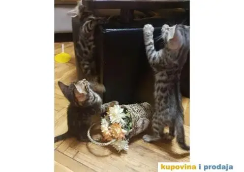 Bengalski mačići - 5/12