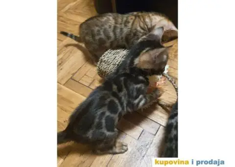 Bengalski mačići - 6/12