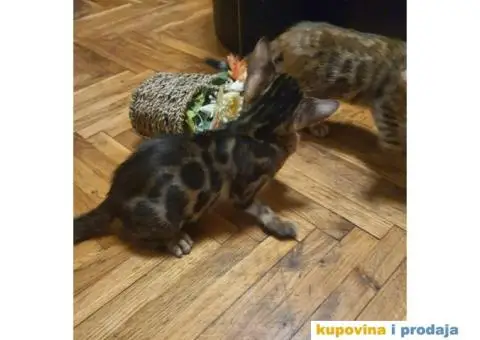 Bengalski mačići - 7/12