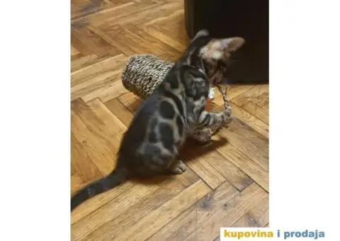 Bengalski mačići - 8/12