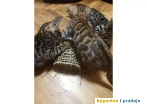 Bengalski mačići - 10/12