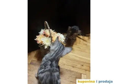 Bengalski mačići - 11/12