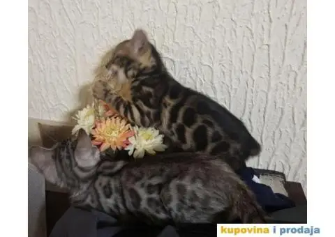 Bengalski mačići - 12/12
