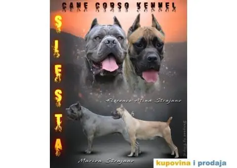 Kane Korso štenci - 1/10