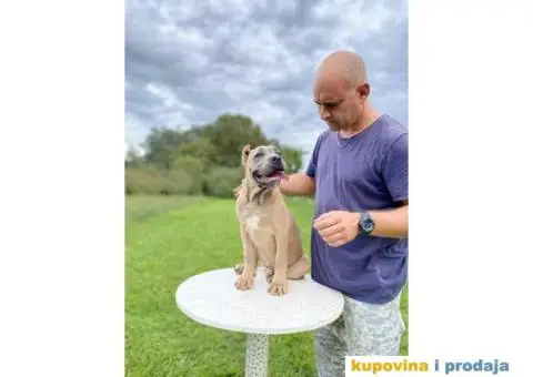 Kane Korso štenci - 5/10