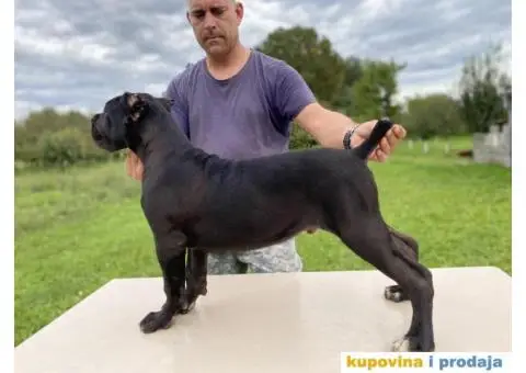 Kane Korso štenci - 8/10