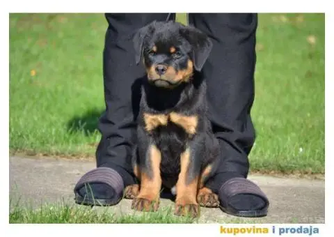 Na prodaju stenci rotvajlera - 1/6