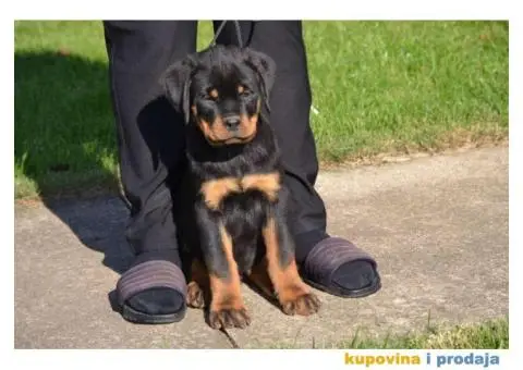 Na prodaju stenci rotvajlera - 2/6