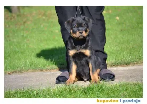 Na prodaju stenci rotvajlera - 3/6