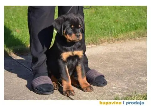 Na prodaju stenci rotvajlera - 4/6