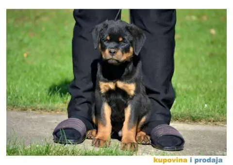 Na prodaju stenci rotvajlera - 5/6