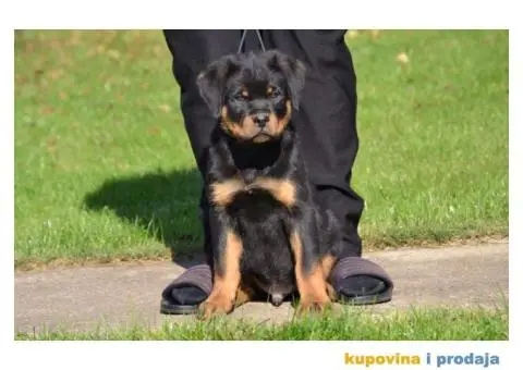 Na prodaju stenci rotvajlera - 6/6