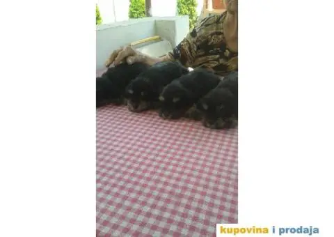 patuljasti   snaucer