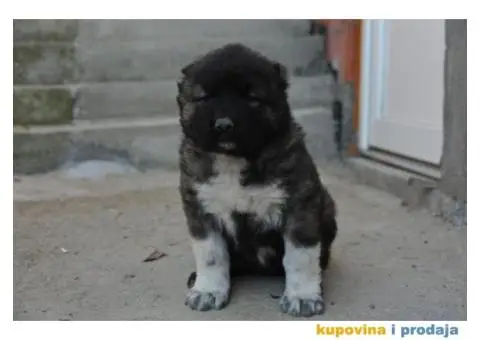 Kavkaski ovčar štenci - 4/9
