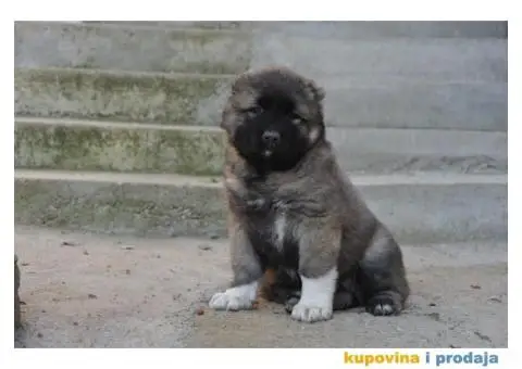 Kavkaski ovčar štenci - 5/9