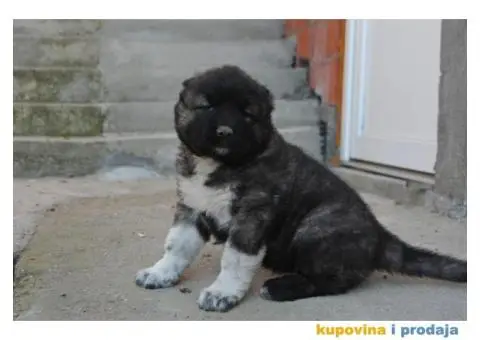 Kavkaski ovčar štenci - 7/9