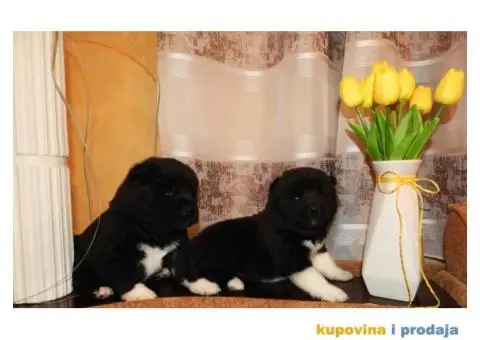 Vrhunski stenci Američke Akite - 1/11