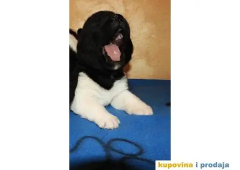 Vrhunski stenci Američke Akite - 2/11