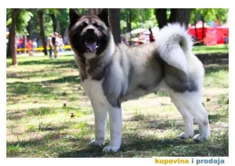 Vrhunski stenci Američke Akite - 3/11