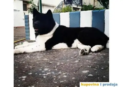 Vrhunski stenci Američke Akite - 4/11