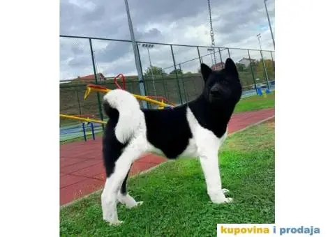 Vrhunski stenci Američke Akite - 5/11